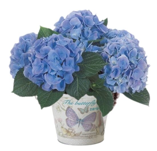 Blue Hydrangea Plant